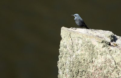 Blue Rock Trush - Monticola solitarius