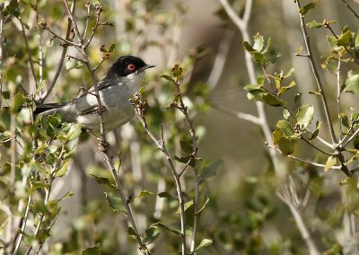 Sardinian Warbler - Sylvia melanocephala