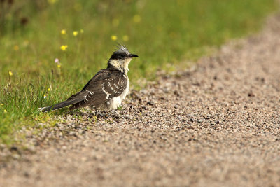 Great Spotted Cuckoo