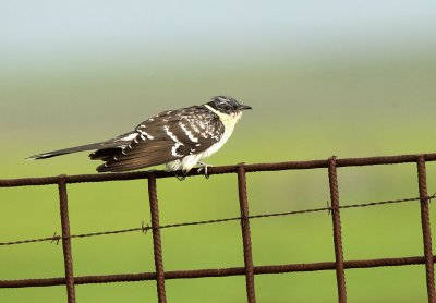 Great Spotted Cuckoo - Clamator glandarius