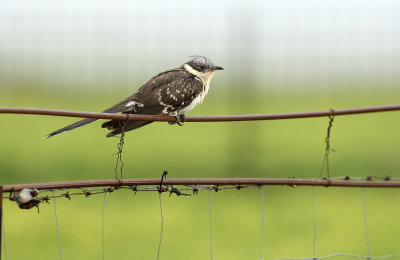 Great Spotted Cuckoo - Clamator glandarius