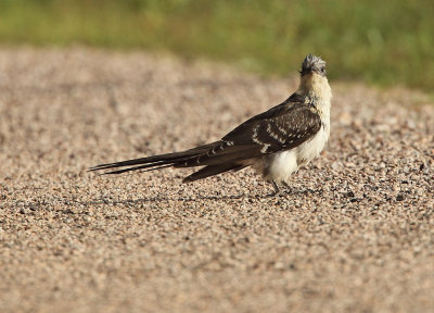 Great Spotted Cuckoo - Clamator glandarius