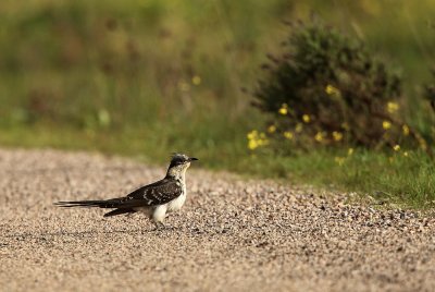 Great Spotted Cuckoo - Clamator glandarius