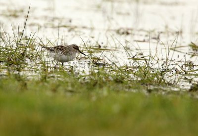 Broad-billed Sandpiper - Limicola falcinellus, Kalmthoutse Heide 03/05/2010