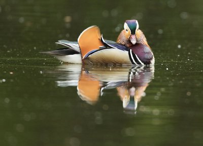 Mandarin Duck - Aix galericulata