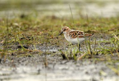 Little Stint - Calidris minuta, Kalmthoutse Heide 12/05/2010