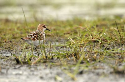 Little Stint - Calidris minuta, Kalmthoutse Heide 12/05/2010