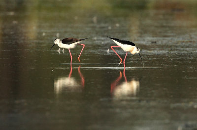 Black-winged stilt - Himantopus himantopus, Steertse Heide 29/05/2010