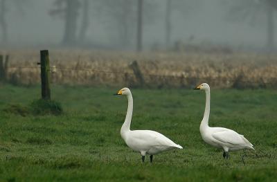 Whooper swan - Cygnus cygnus