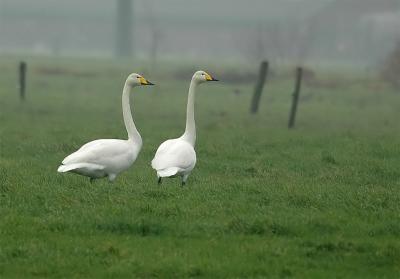 Whooper swan - Cygnus cygnus