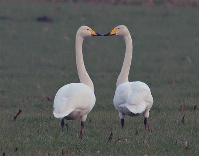 Whooper swan - Cygnus cygnus