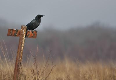 Carrion Crow - Corvus corone