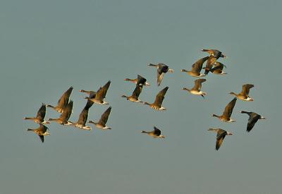 White-fronted goose - Anser albifrons