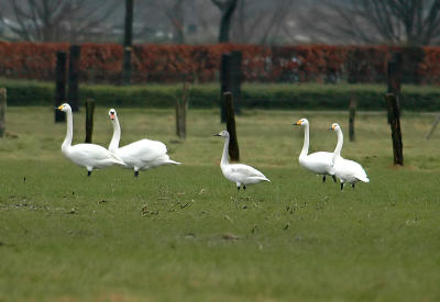 Bewick's, Whooper and Mute Swan - Cygnus bewickii - cygnus and olor