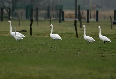 Bewick's, Whooper Swan - Cygnus bewickii - cygnus
