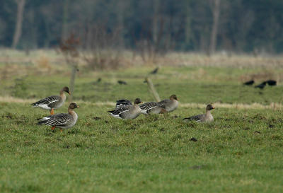 Bean goose - Anser fabalis rossicus