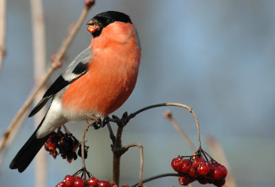 Bullfinch