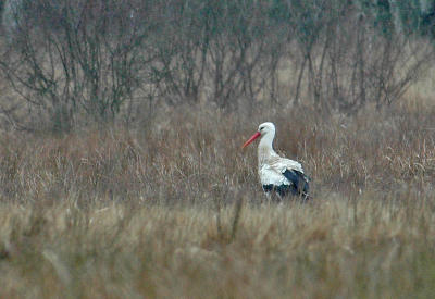 White Stork -Ciconia ciconia- Kalmthoutse Heide, 10/03/06