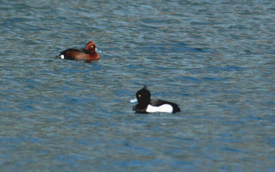 Ferruginous duck - Aythya nyroca - Brecht, 18/03/06