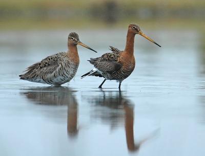 Black-tailed Godwit - Limosa limosa