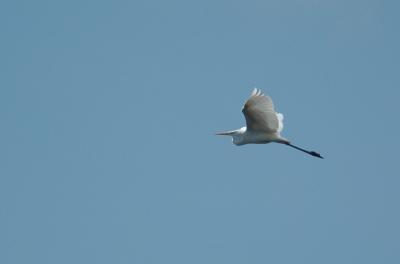 Great White Egret - Egretta alba - De Nol, 04/04/06