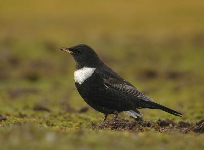 Ring Ouzel - Turdus torquatus