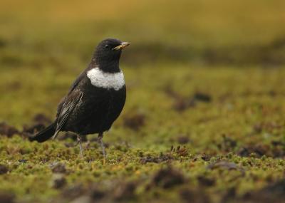 Ring Ouzel - Turdus torquatus