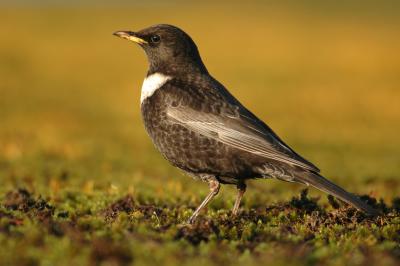 Ring Ouzel - Turdus torquatus