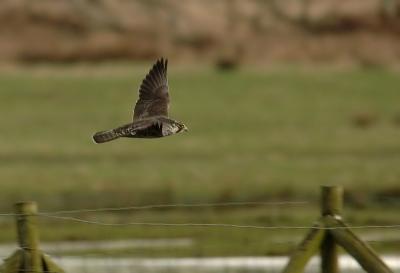 Peregrine falcon - Falco peregrinus - Kalmthoutse Heide, 10/04/06
