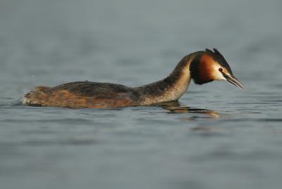 Great crested grebe - Podiceps cristatus