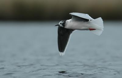 Little gull - Larus minutus - Stappersven, 23/04/06