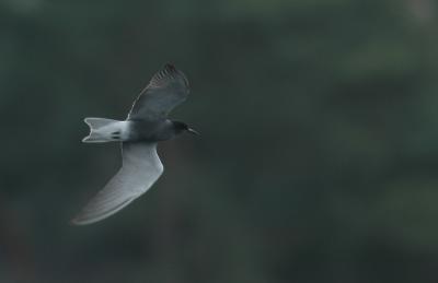 Black tern - Chlydonias nigra - Stappersven, 23/04/06