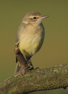 Yellow wagtail - Motacilla flava flava