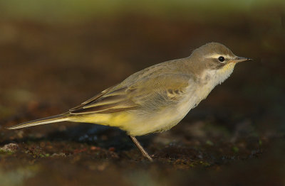 Yellow wagtail - Motacilla flava flava