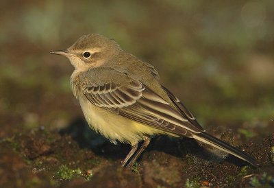 Yellow wagtail - Motacilla flava flava