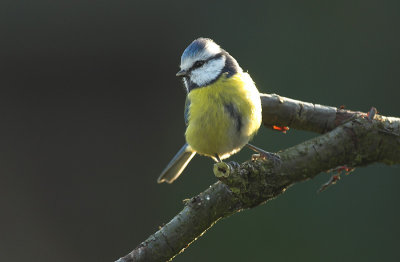 Blue tit - Parus caeruleus