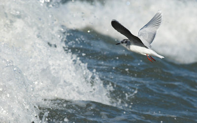 Little gull - Larus minutus, Brouwersdam, 12/11/07