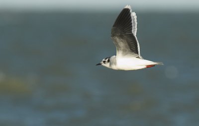 Little gull - Larus minutus, Brouwersdam, 12/11/07