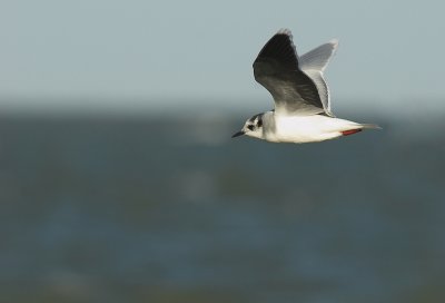 Little gull - Larus minutus, Brouwersdam, 12/11/07