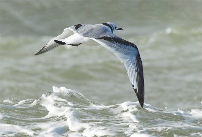 Kittiwake - Rissa tridactyla - Brouwersdam, 12/11/07