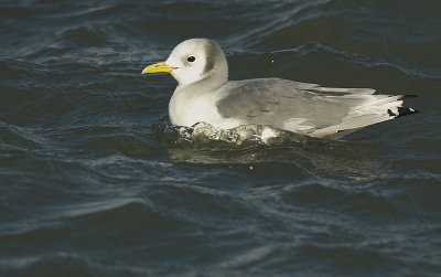 Kittiwake - Rissa tridactyla - Brouwersdam, 12/11/07