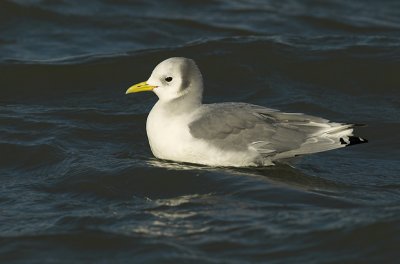 Kittiwake - Rissa tridactyla - Brouwersdam, 12/11/07