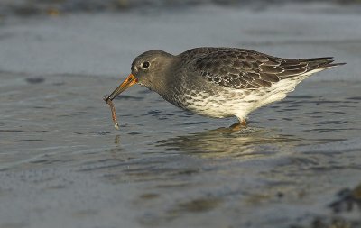 Purple sandpiper - Calidris maritima, Brouwersdam, 12/11/07