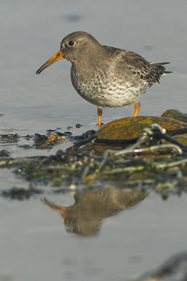 Purple sandpiper - Calidris maritima, Brouwersdam, 12/11/07