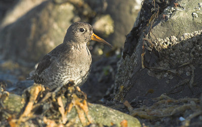 Purple sandpiper - Calidris maritima, Brouwersdam, 12/11/07