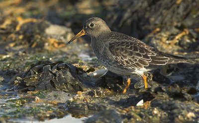 Purple sandpiper - Calidris maritima, Brouwersdam, 12/11/07