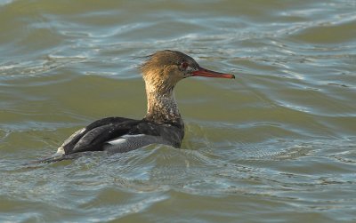 Red-breasted merganser - Mergus serrator - Stellendam, 12/11/07