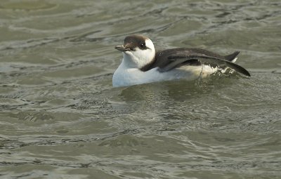 Guillemot - Uria aalge - Stellendam, 12/11/07