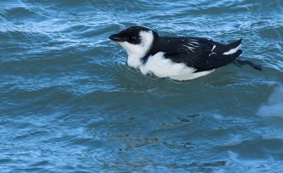 Little auk - Alle alle, Brouwersdam, 12/11/07