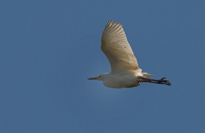 Cattle egret - Bubulcus ibis